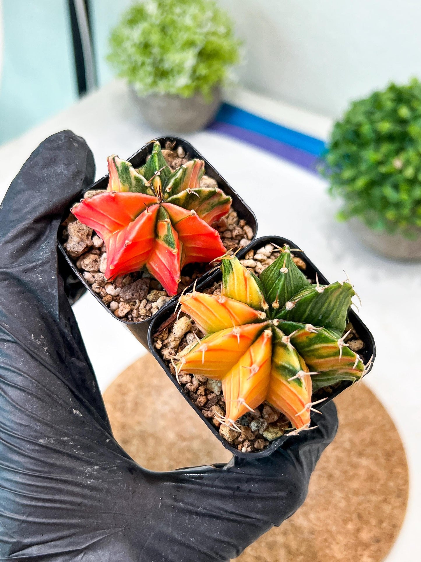 Gymnocalycium Mihanovichii (g) (#1) | 2pcs Bundle in 2 Inch Pot