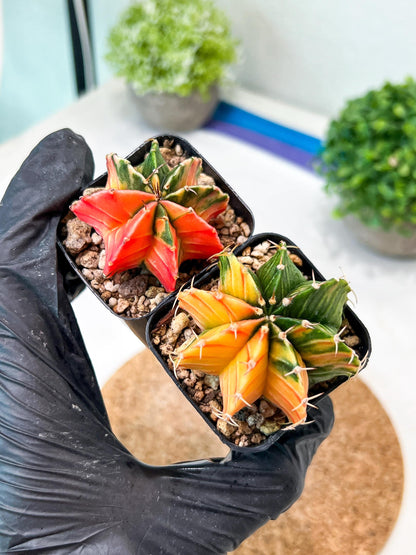 Gymnocalycium Mihanovichii (g) (#1) | 2pcs Bundle in 2 Inch Pot