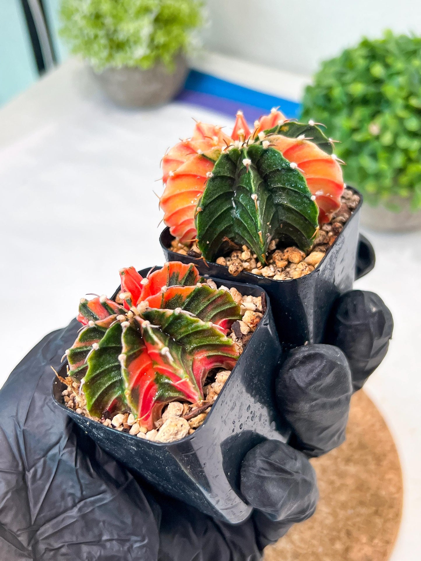 Gymnocalycium Mihanovichii (g) (#2) | 2pcs Bundle in 2 Inch Pot