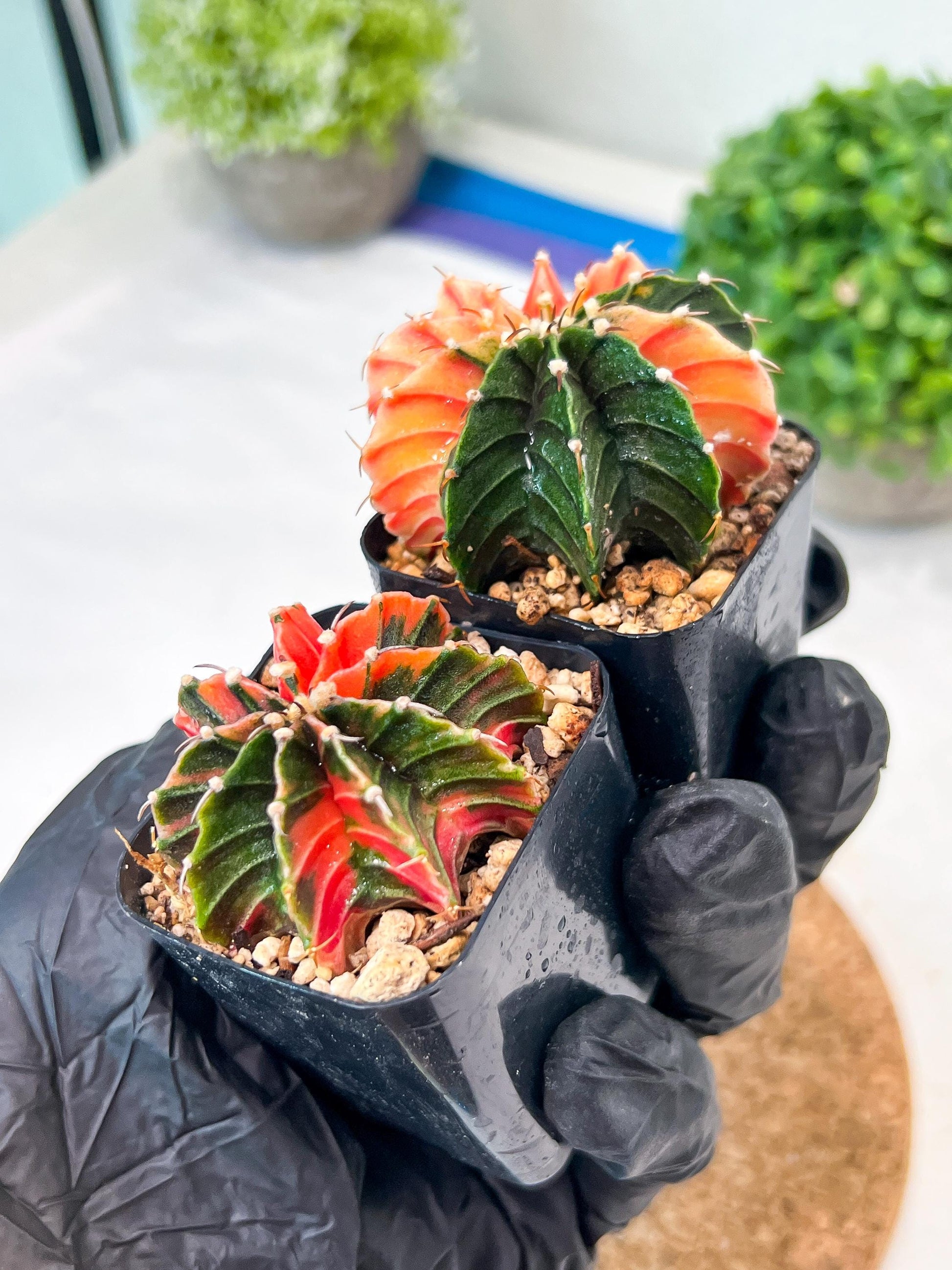 Gymnocalycium Mihanovichii (g) (#2) | 2pcs Bundle in 2 Inch Pot