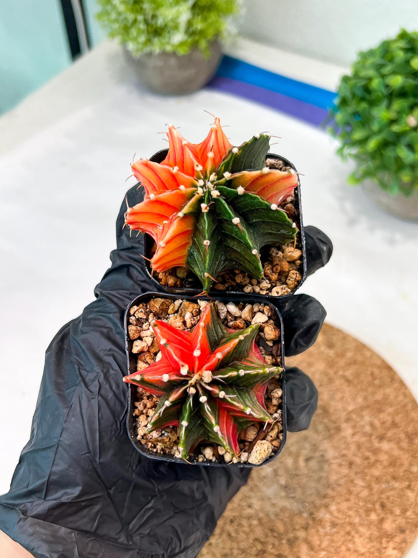 Gymnocalycium Mihanovichii (g) (#2) | 2pcs Bundle in 2 Inch Pot