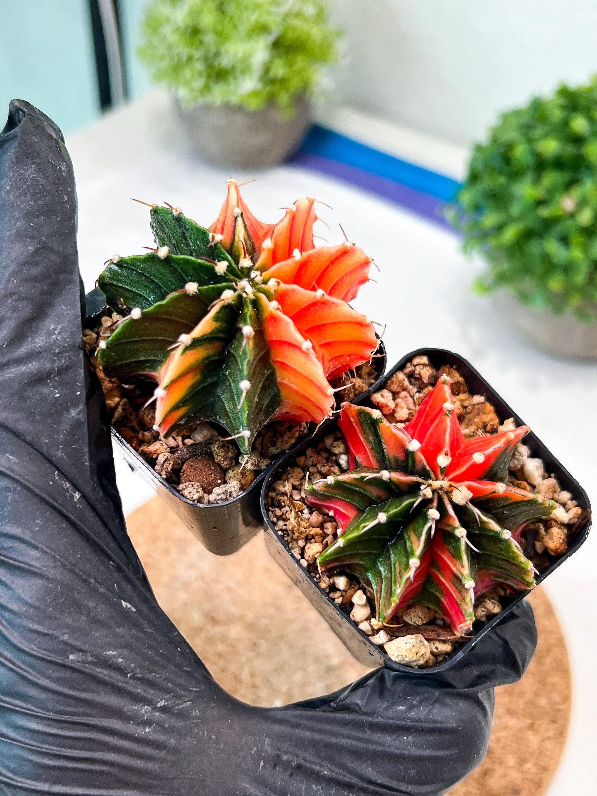 Gymnocalycium Mihanovichii (g) (#2) | 2pcs Bundle in 2 Inch Pot