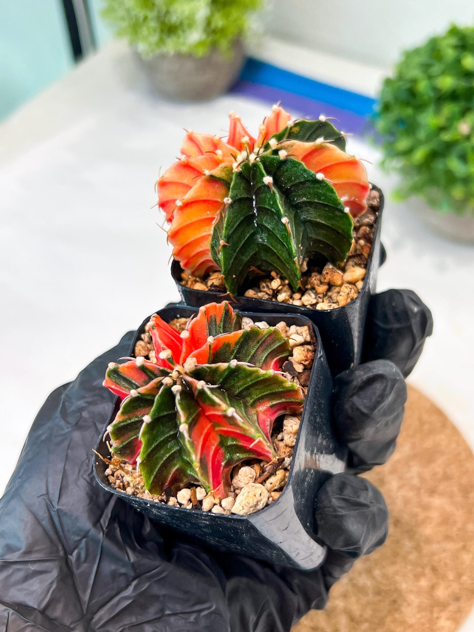 Gymnocalycium Mihanovichii (g) (#2) | 2pcs Bundle in 2 Inch Pot