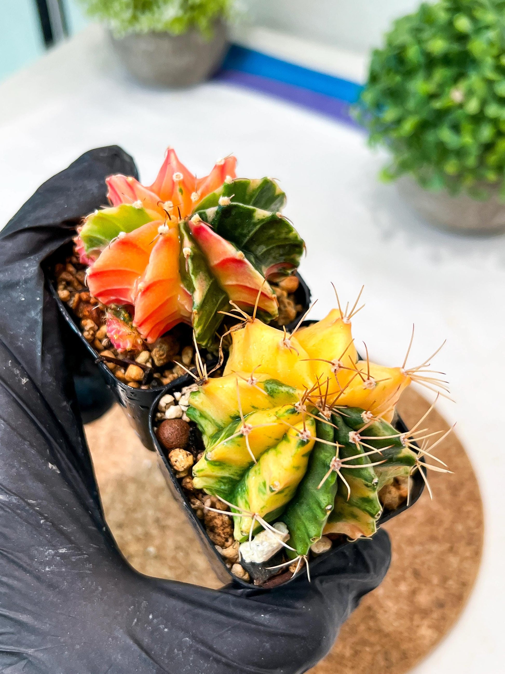 Gymnocalycium Mihanovichii (g) (#3) | 2pcs Bundle in 2 Inch Pot