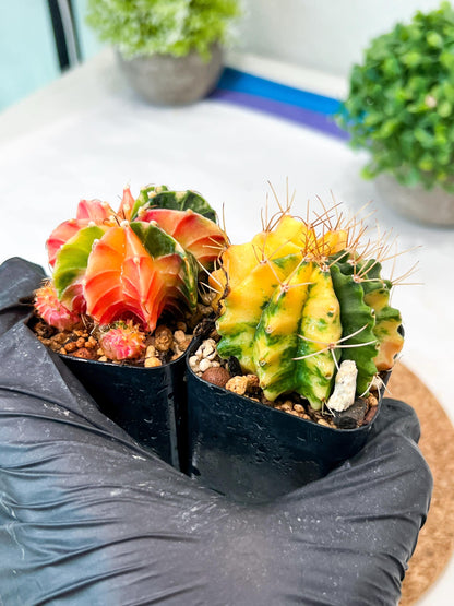 Gymnocalycium Mihanovichii (g) (#3) | 2pcs Bundle in 2 Inch Pot