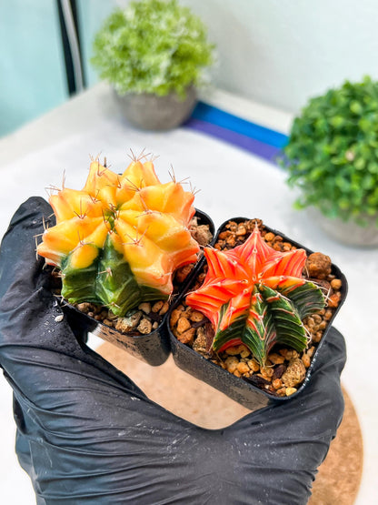 Gymnocalycium Mihanovichii (g) (#4) | 2pcs Bundle in 2 Inch Pot