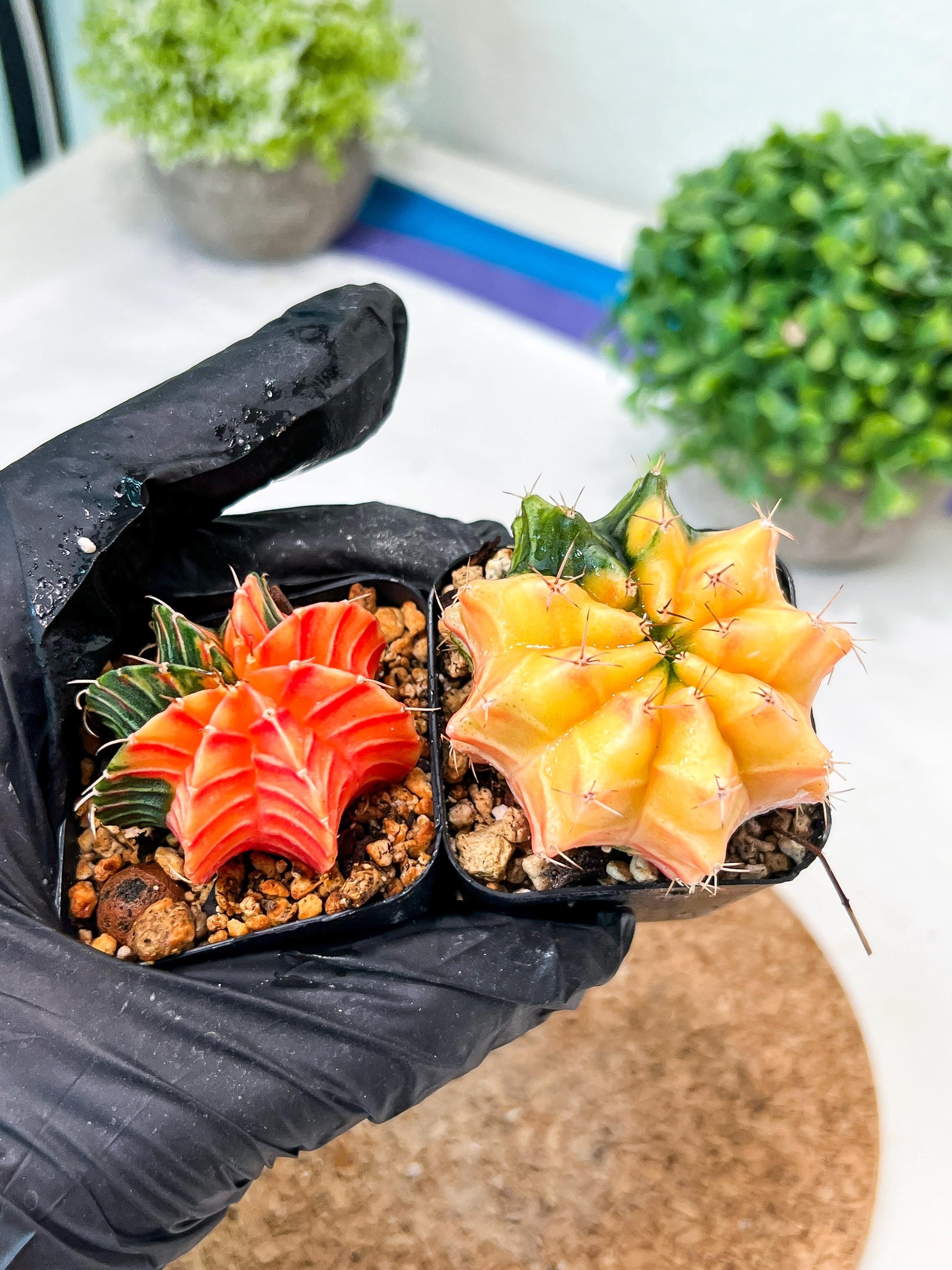 Gymnocalycium Mihanovichii (g) (#4) | 2pcs Bundle in 2 Inch Pot