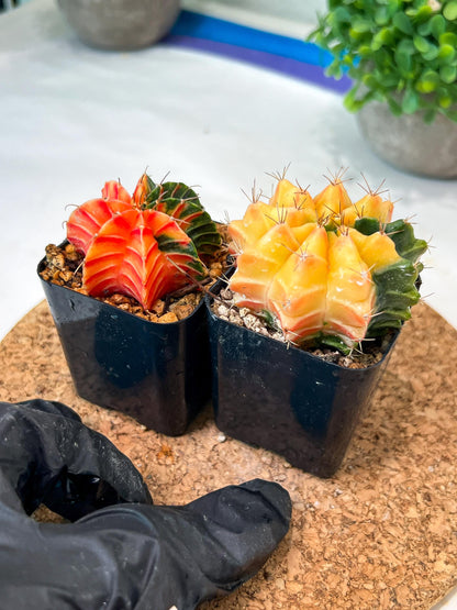 Gymnocalycium Mihanovichii (g) (#4) | 2pcs Bundle in 2 Inch Pot