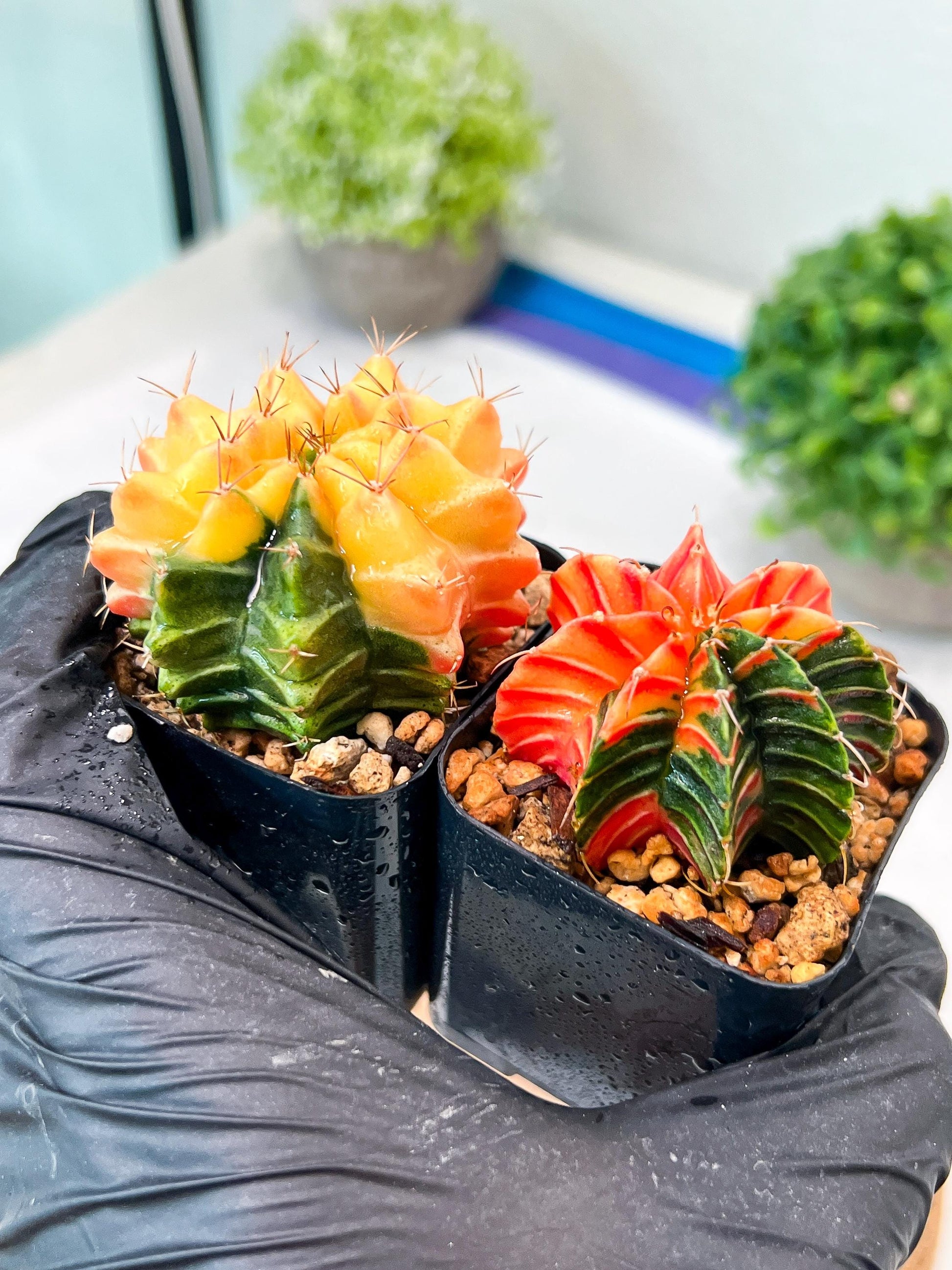 Gymnocalycium Mihanovichii (g) (#4) | 2pcs Bundle in 2 Inch Pot