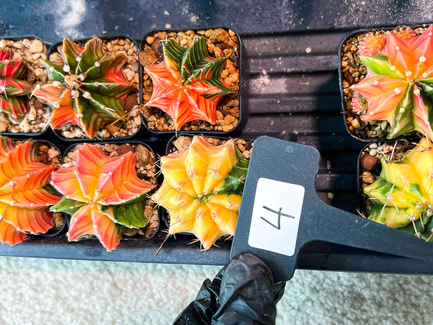 Gymnocalycium Mihanovichii (g) (#4) | 2pcs Bundle in 2 Inch Pot