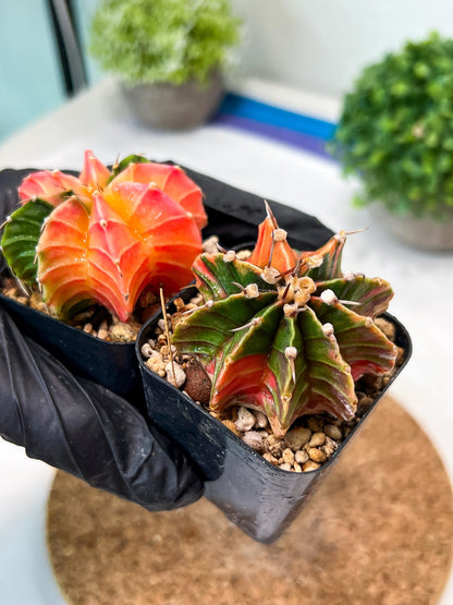 Gymnocalycium Mihanovichii (g) (#5) | 2pcs Bundle in 2 Inch Pot