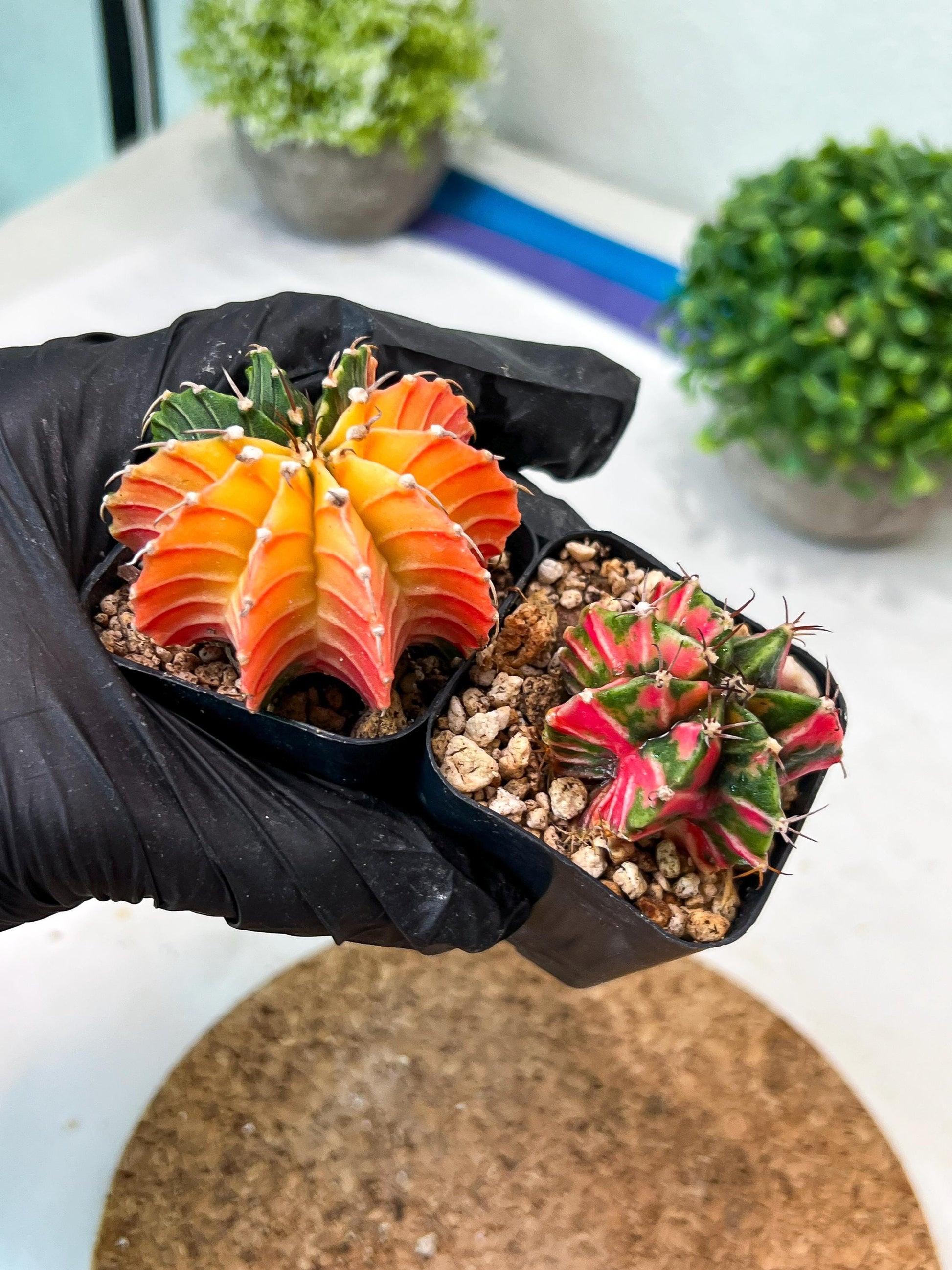 Gymnocalycium Mihanovichii (g) (#6) | 2pcs Bundle in 2 Inch Pot