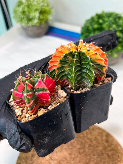 Gymnocalycium Mihanovichii (g) (#6) | 2pcs Bundle in 2 Inch Pot