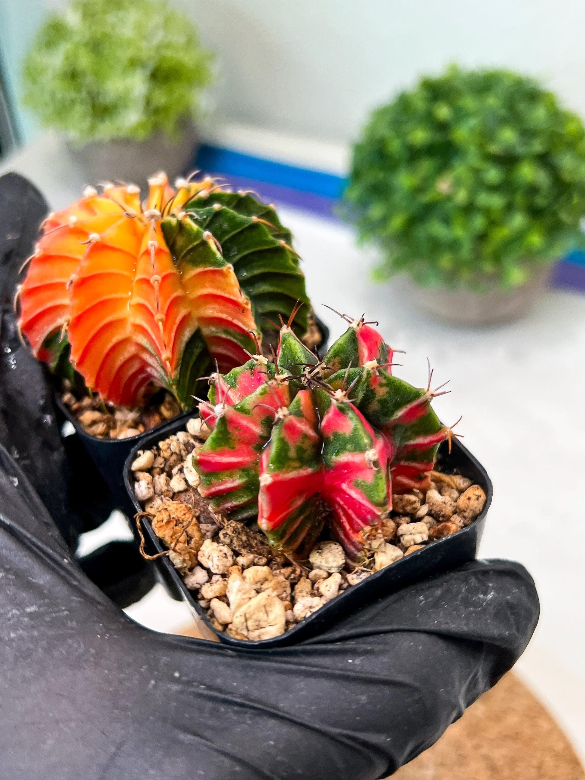 Gymnocalycium Mihanovichii (g) (#6) | 2pcs Bundle in 2 Inch Pot