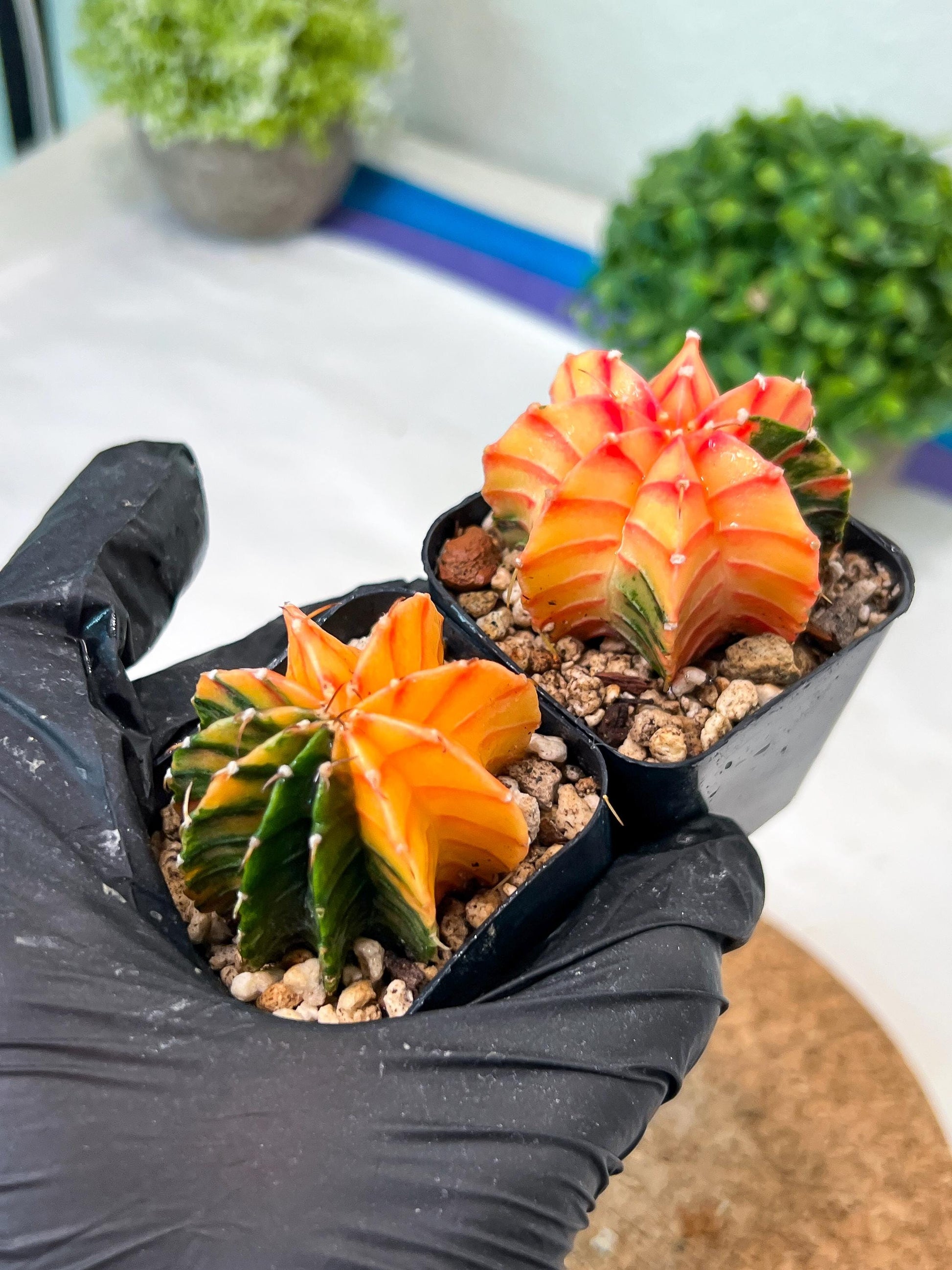 Gymnocalycium Mihanovichii (g) (#7) | 2pcs Bundle in 2 Inch Pot