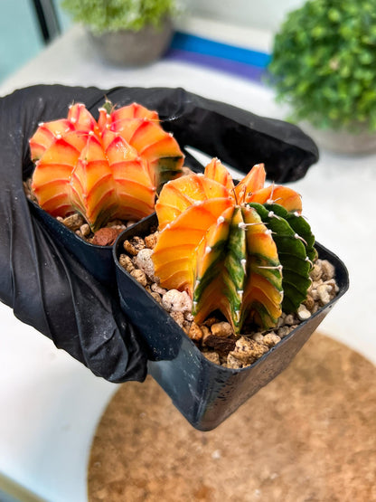 Gymnocalycium Mihanovichii (g) (#7) | 2pcs Bundle in 2 Inch Pot