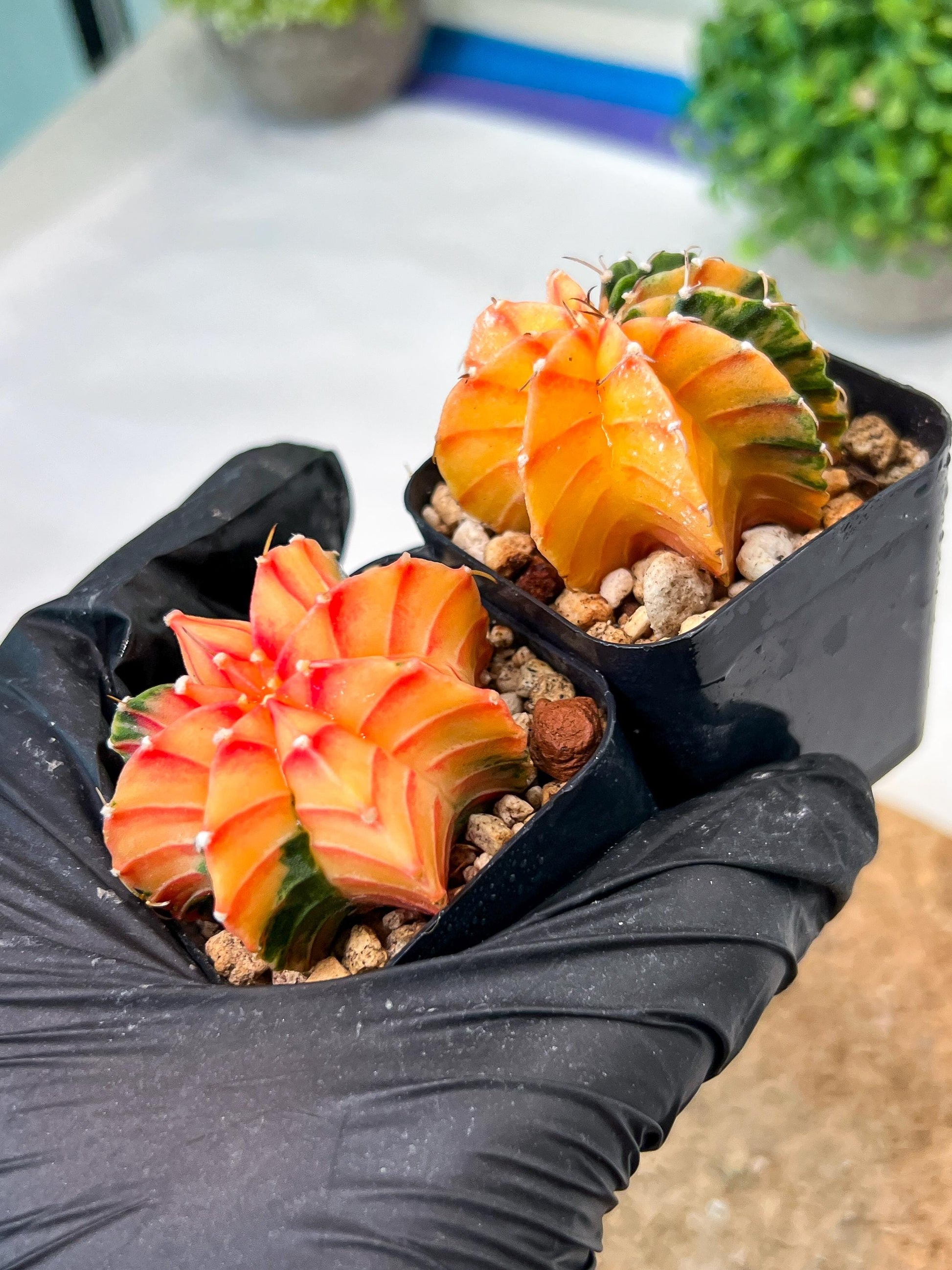 Gymnocalycium Mihanovichii (g) (#7) | 2pcs Bundle in 2 Inch Pot