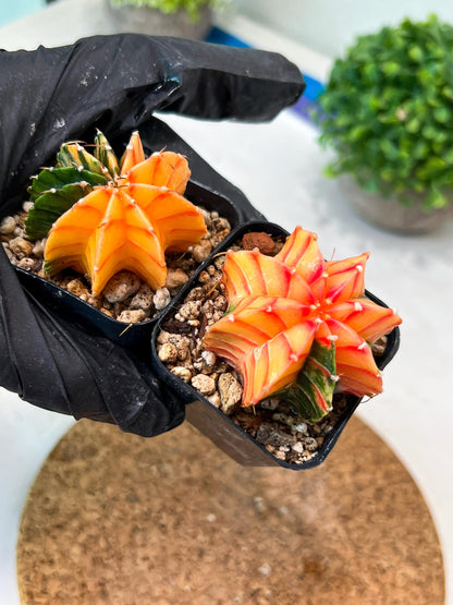 Gymnocalycium Mihanovichii (g) (#7) | 2pcs Bundle in 2 Inch Pot