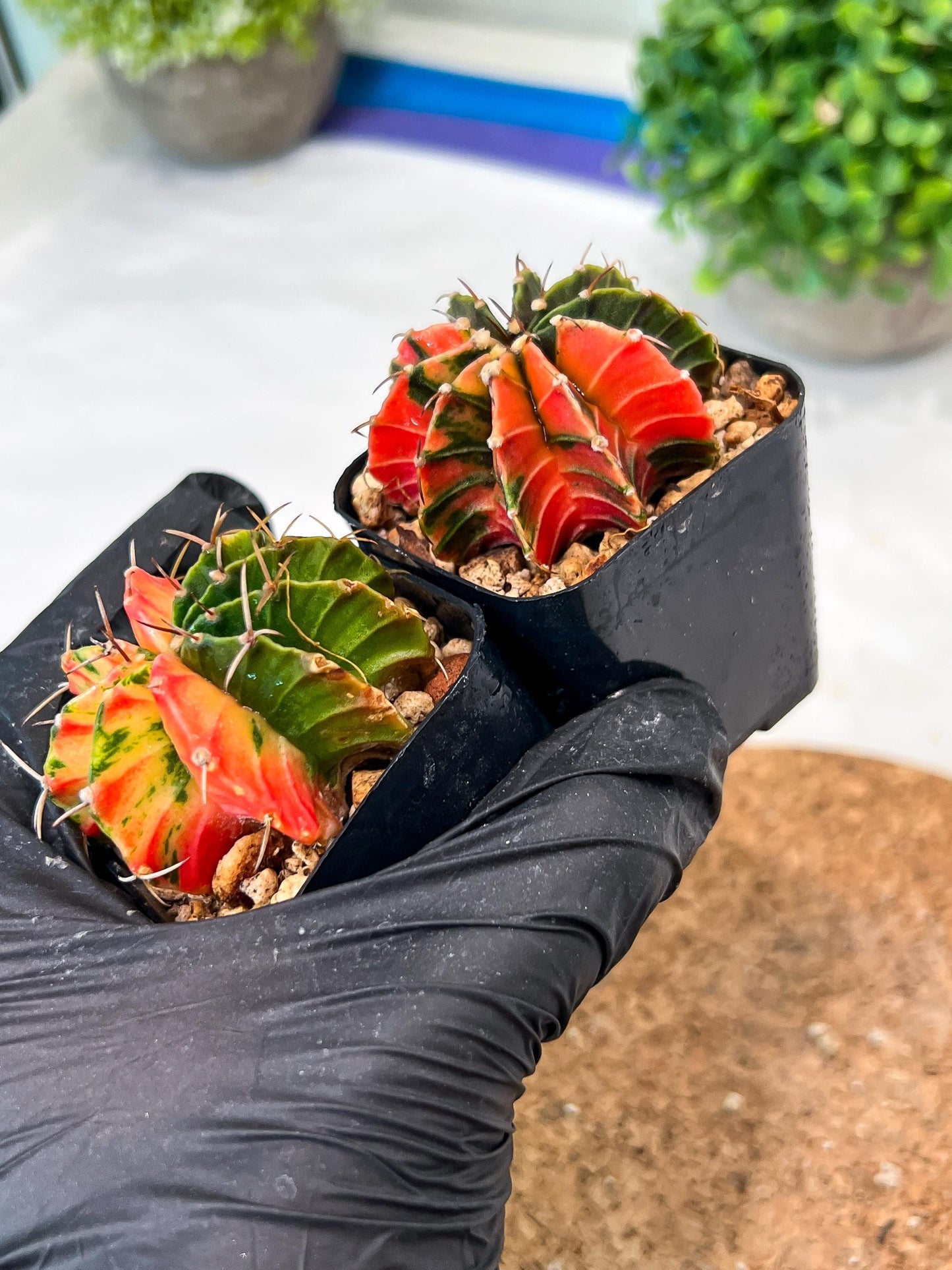 Gymnocalycium Mihanovichii (g) (#8) | 2pcs Bundle in 2 Inch Pot