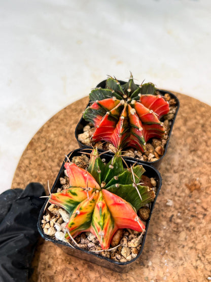 Gymnocalycium Mihanovichii (g) (#8) | 2pcs Bundle in 2 Inch Pot