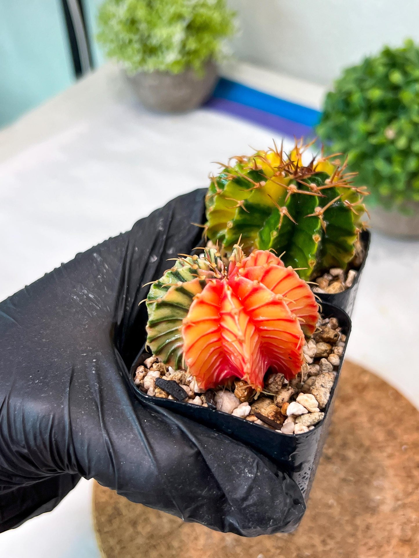 Gymnocalycium Mihanovichii (g) (#9) | 2pcs Bundle in 2 Inch Pot