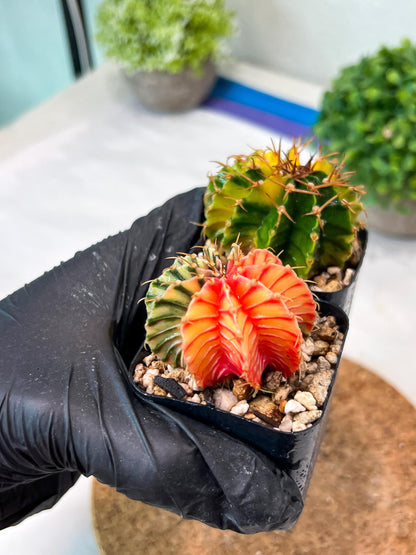 Gymnocalycium Mihanovichii (g) (#9) | 2pcs Bundle in 2 Inch Pot