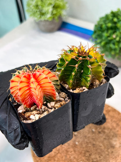 Gymnocalycium Mihanovichii (g) (#9) | 2pcs Bundle in 2 Inch Pot