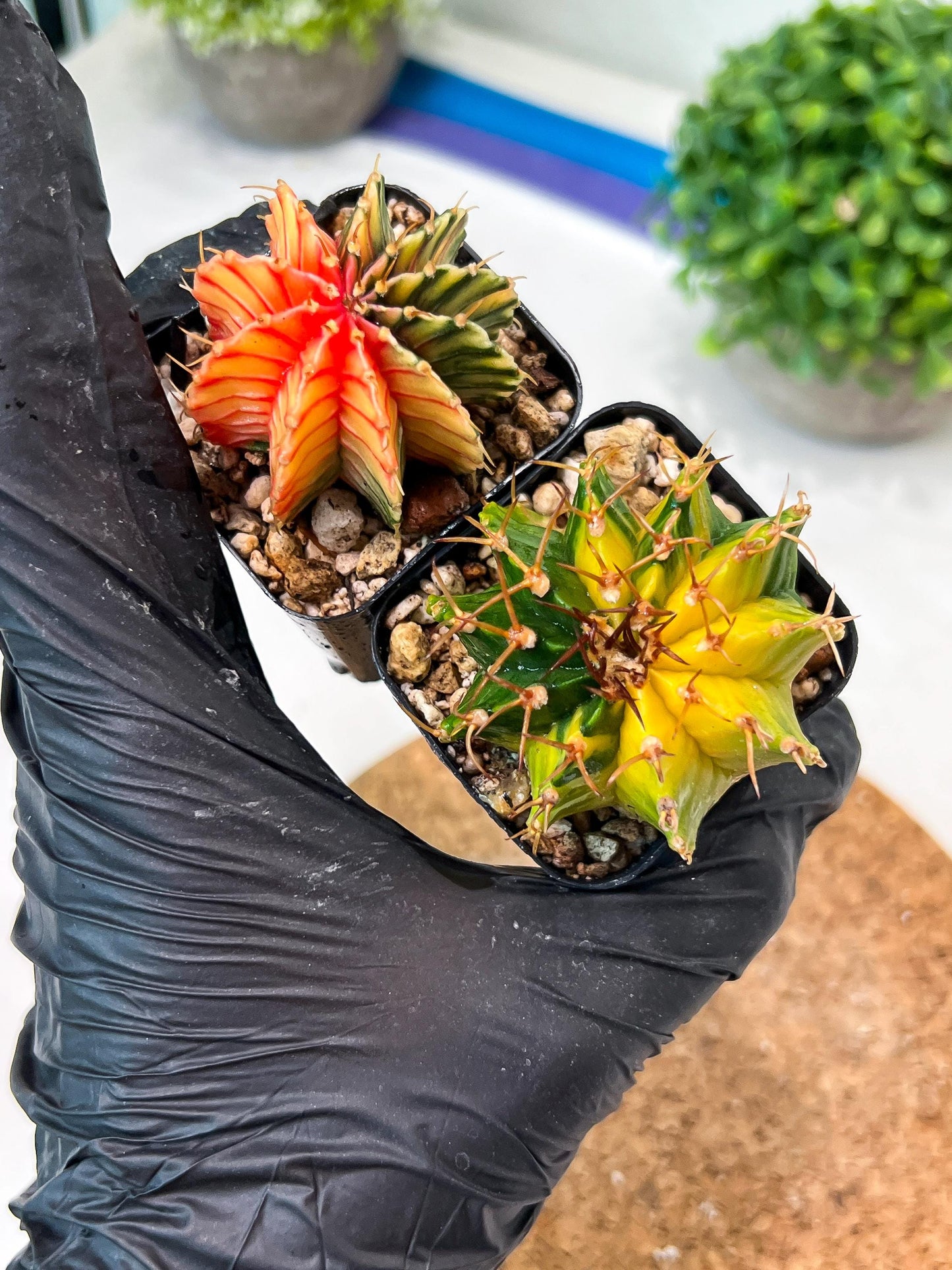 Gymnocalycium Mihanovichii (g) (#9) | 2pcs Bundle in 2 Inch Pot