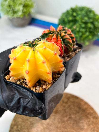 Gymnocalycium Mihanovichii (p) (#1) | 2pcs Bundle in 2 Inch Pot