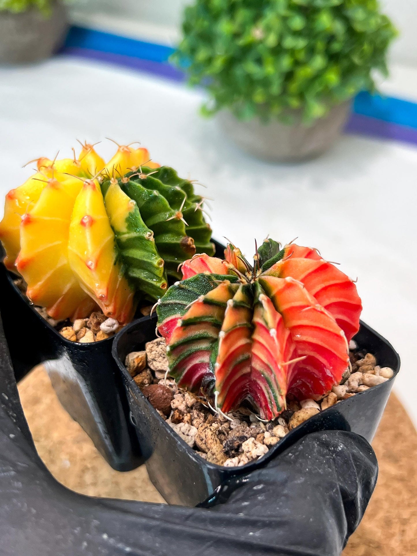 Gymnocalycium Mihanovichii (p) (#1) | 2pcs Bundle in 2 Inch Pot