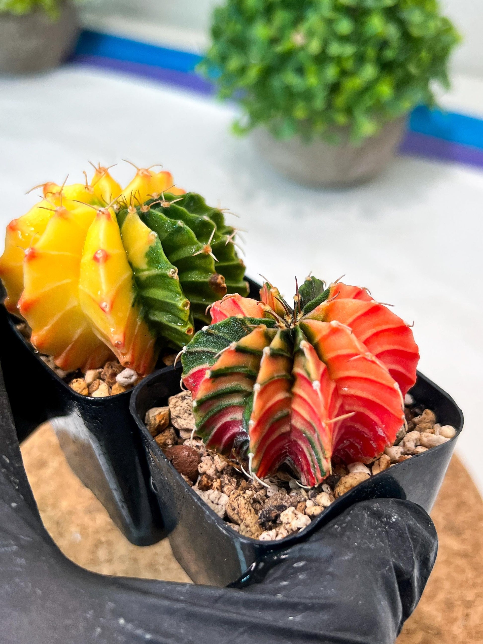 Gymnocalycium Mihanovichii (p) (#1) | 2pcs Bundle in 2 Inch Pot