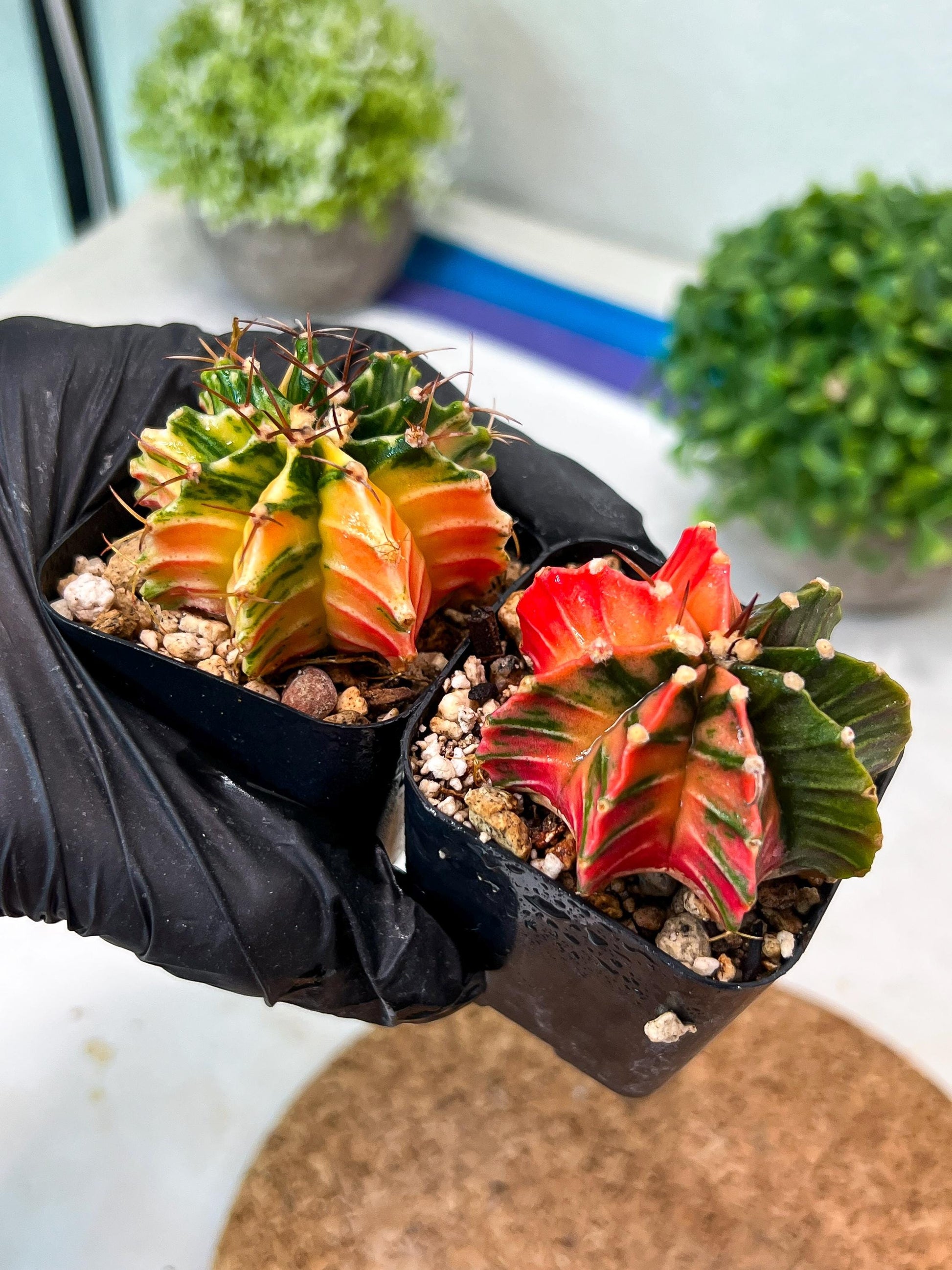 Gymnocalycium Mihanovichii (p) (#2) | 2pcs Bundle in 2 Inch Pot