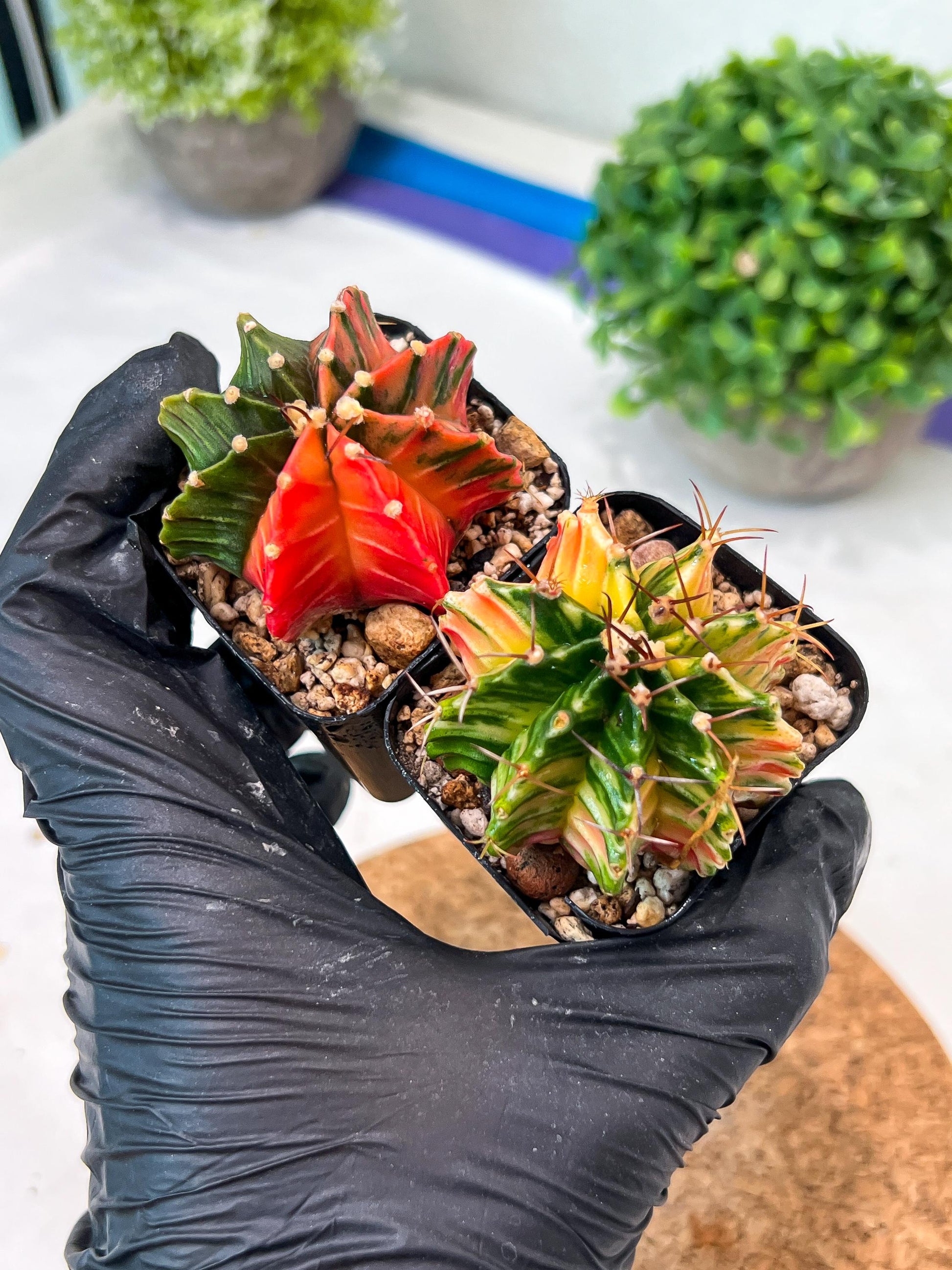 Gymnocalycium Mihanovichii (p) (#2) | 2pcs Bundle in 2 Inch Pot