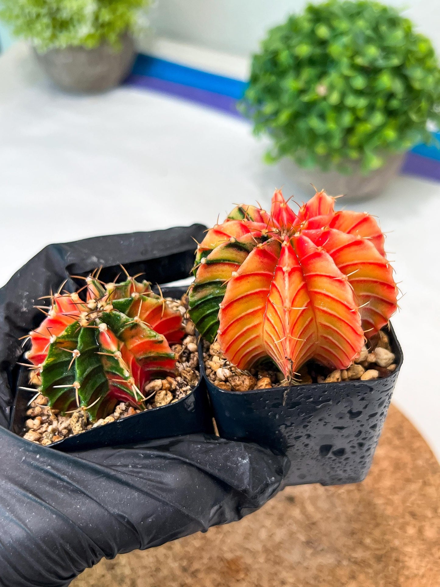 Gymnocalycium Mihanovichii (p) (#3) | 2pcs Bundle in 2 Inch Pot