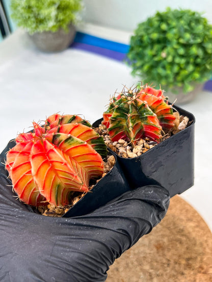 Gymnocalycium Mihanovichii (p) (#3) | 2pcs Bundle in 2 Inch Pot