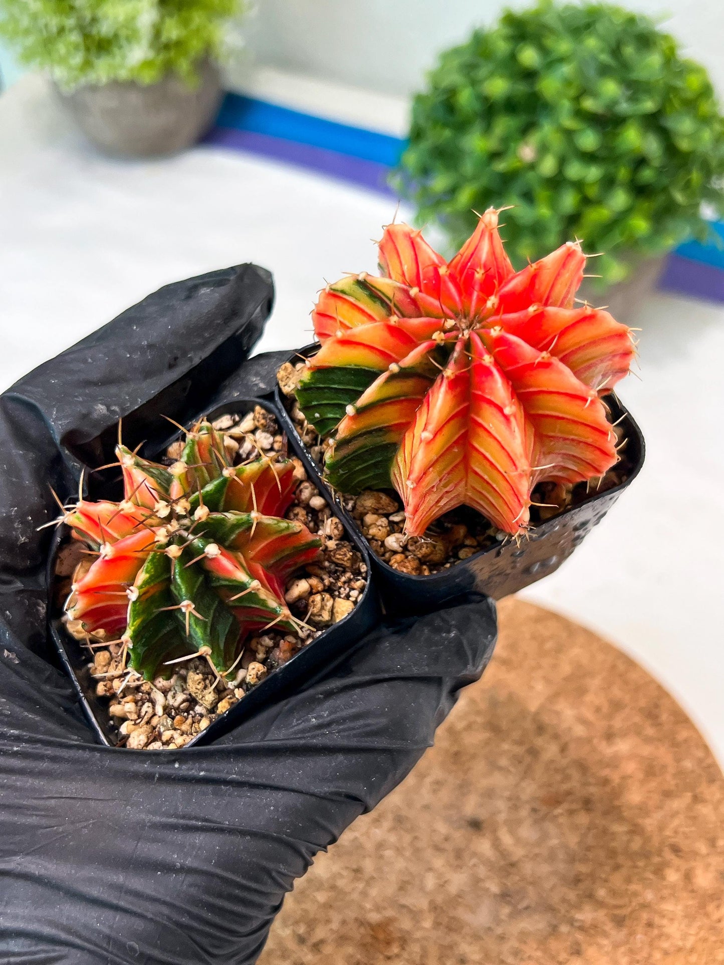 Gymnocalycium Mihanovichii (p) (#3) | 2pcs Bundle in 2 Inch Pot