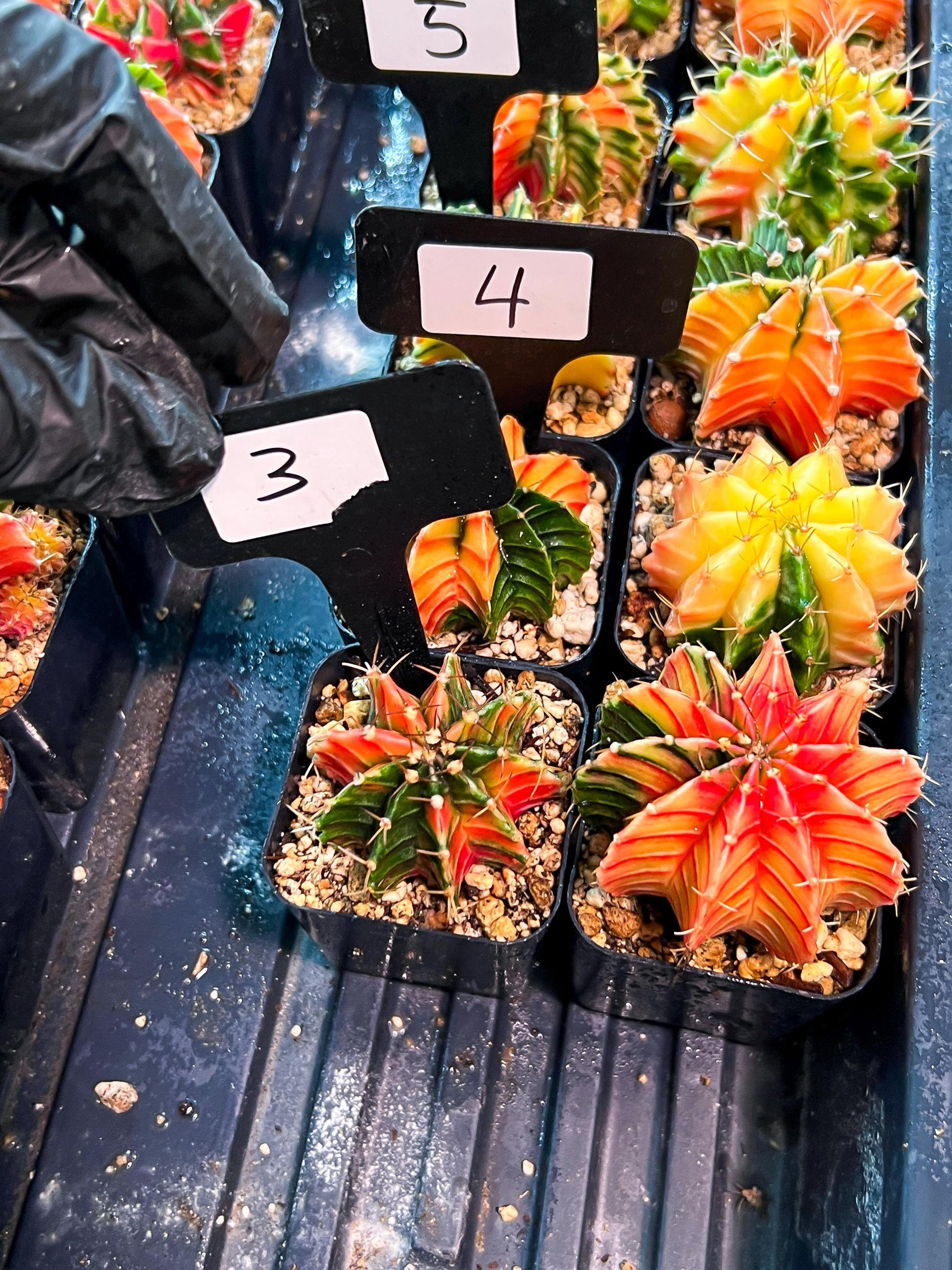 Gymnocalycium Mihanovichii (p) (#3) | 2pcs Bundle in 2 Inch Pot