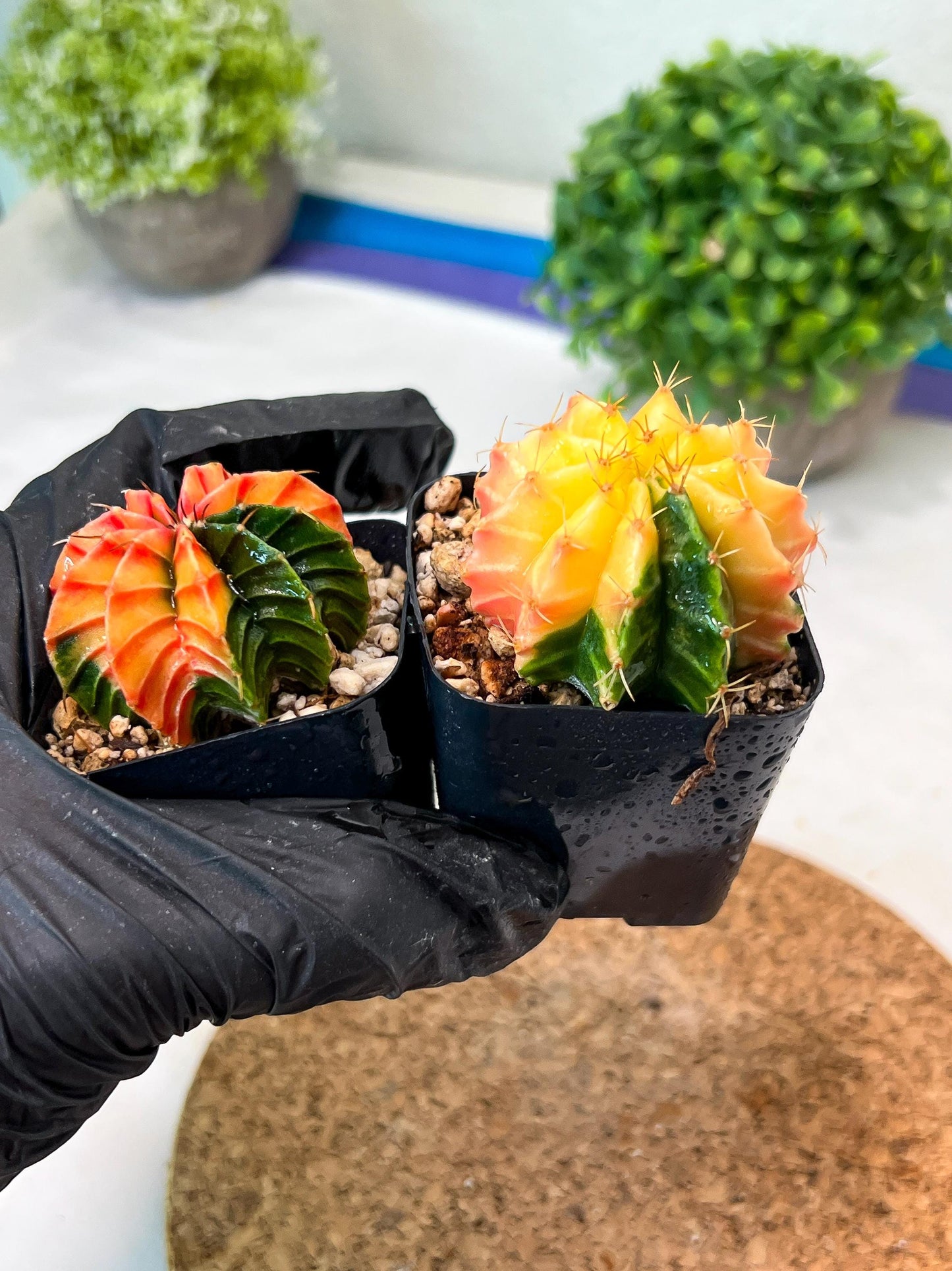 Gymnocalycium Mihanovichii (p) (#4) | 2pcs Bundle in 2 Inch Pot