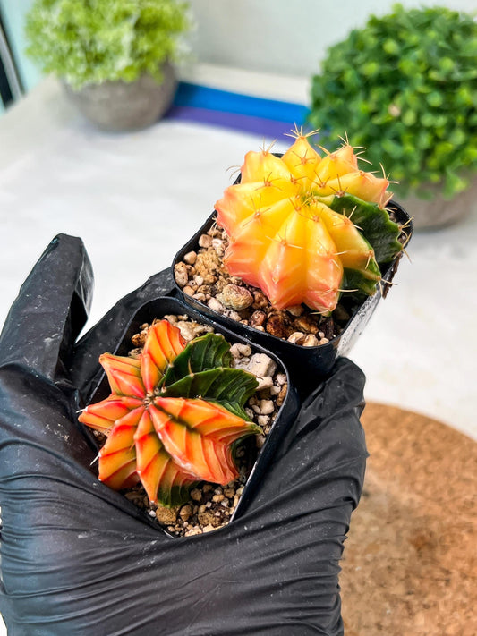 Gymnocalycium Mihanovichii (p) (#4) | 2pcs Bundle in 2 Inch Pot