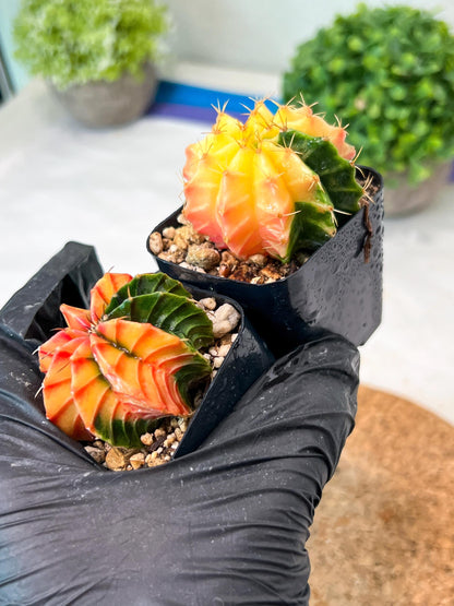 Gymnocalycium Mihanovichii (p) (#4) | 2pcs Bundle in 2 Inch Pot