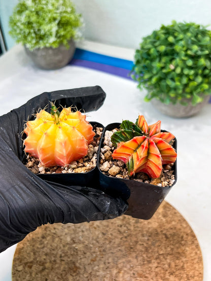 Gymnocalycium Mihanovichii (p) (#4) | 2pcs Bundle in 2 Inch Pot