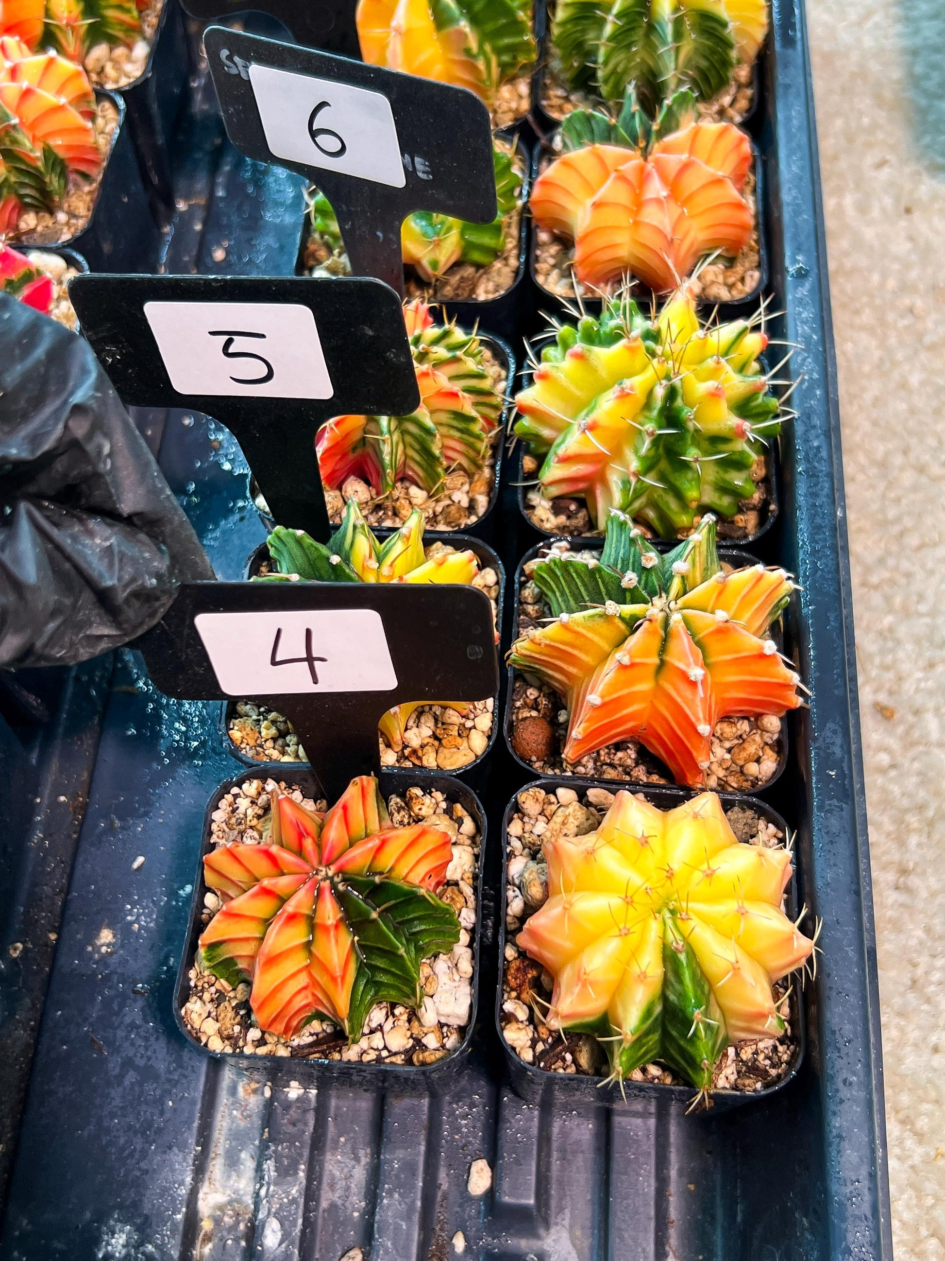 Gymnocalycium Mihanovichii (p) (#4) | 2pcs Bundle in 2 Inch Pot