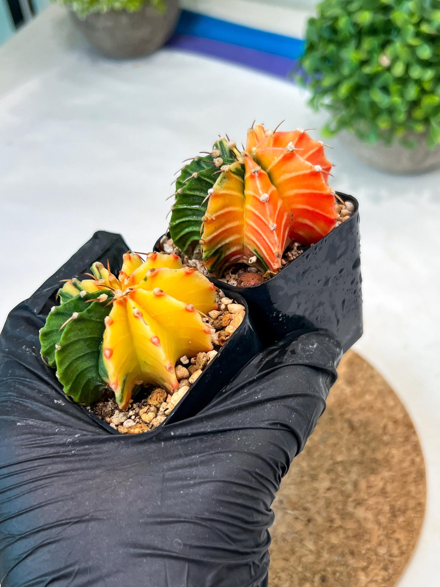 Gymnocalycium Mihanovichii (p) (#5) | 2pcs Bundle in 2 Inch Pot