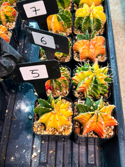 Gymnocalycium Mihanovichii (p) (#5) | 2pcs Bundle in 2 Inch Pot