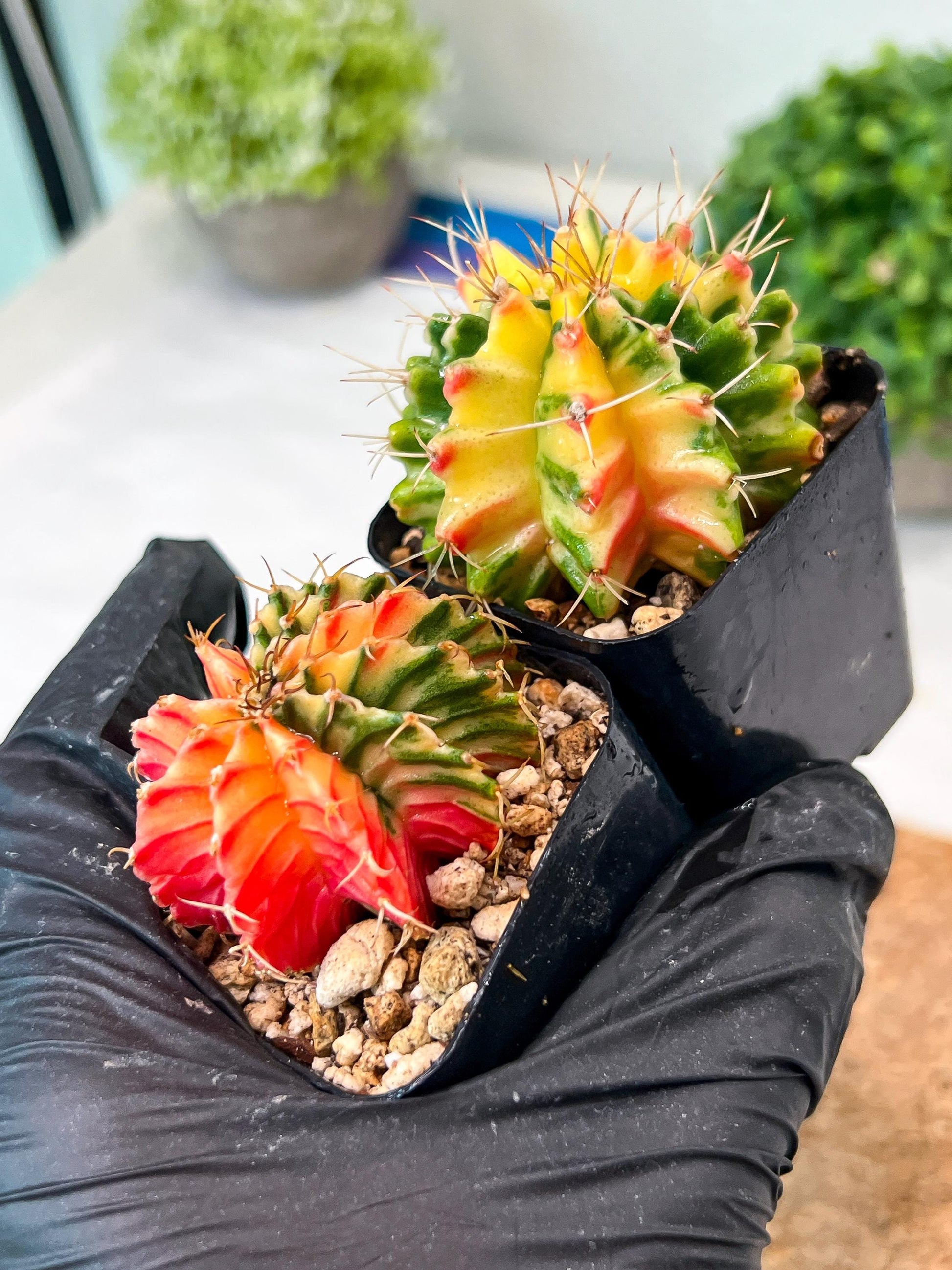 Gymnocalycium Mihanovichii (p) (#6) | 2pcs Bundle in 2 Inch Pot