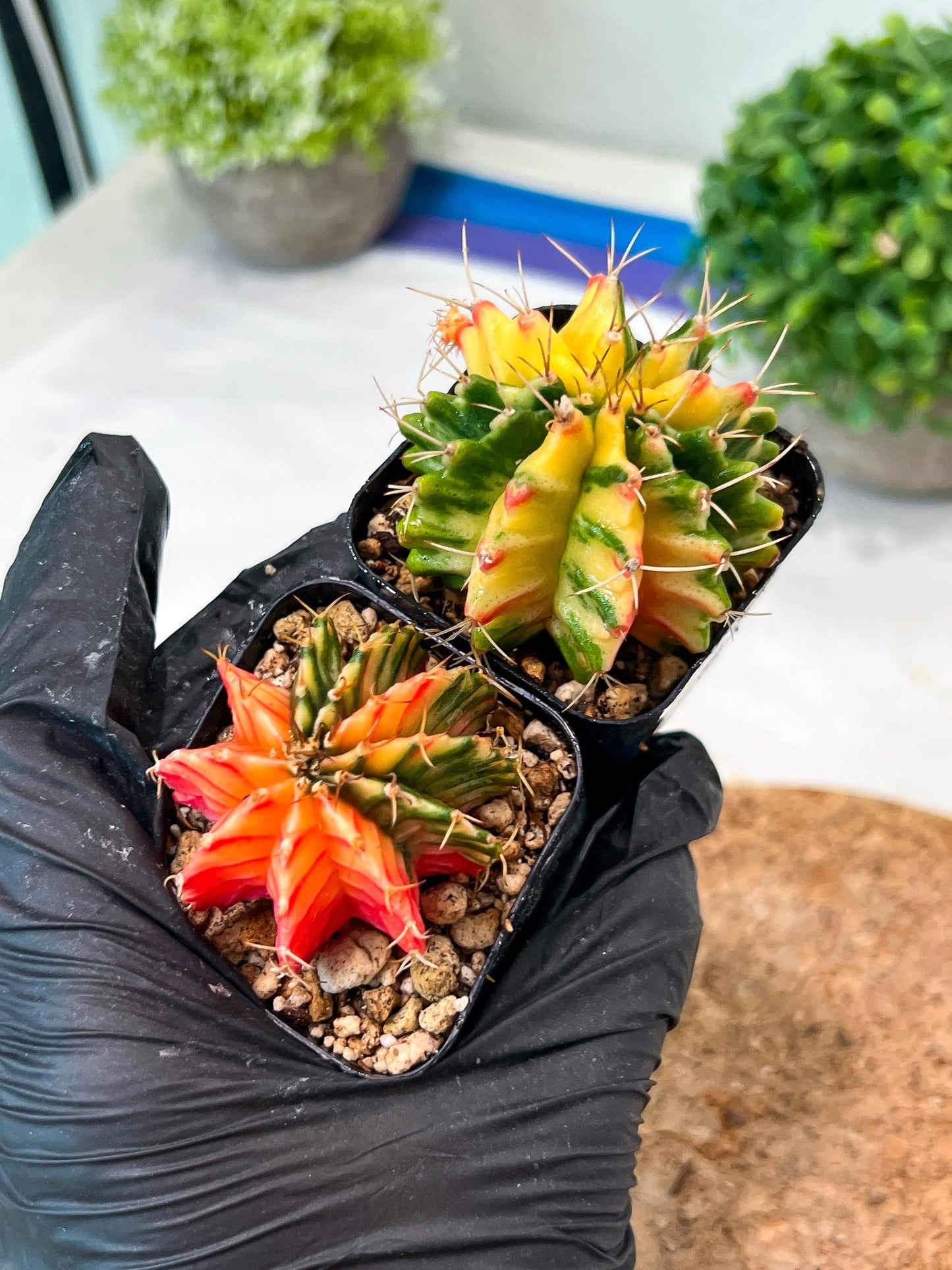 Gymnocalycium Mihanovichii (p) (#6) | 2pcs Bundle in 2 Inch Pot