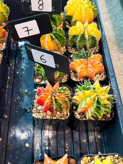 Gymnocalycium Mihanovichii (p) (#6) | 2pcs Bundle in 2 Inch Pot