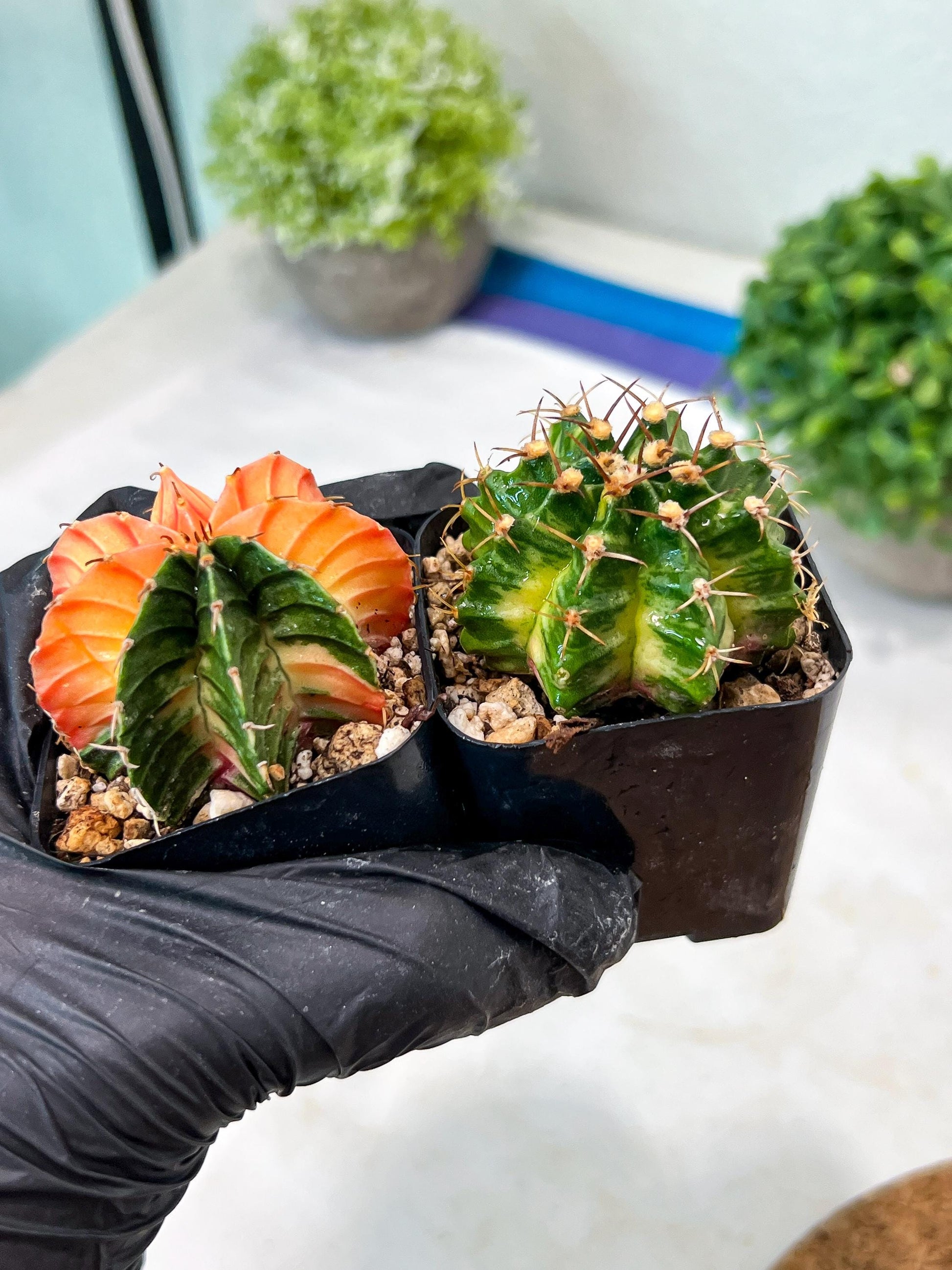 Gymnocalycium Mihanovichii (p) (#7) | 2pcs Bundle in 2 Inch Pot