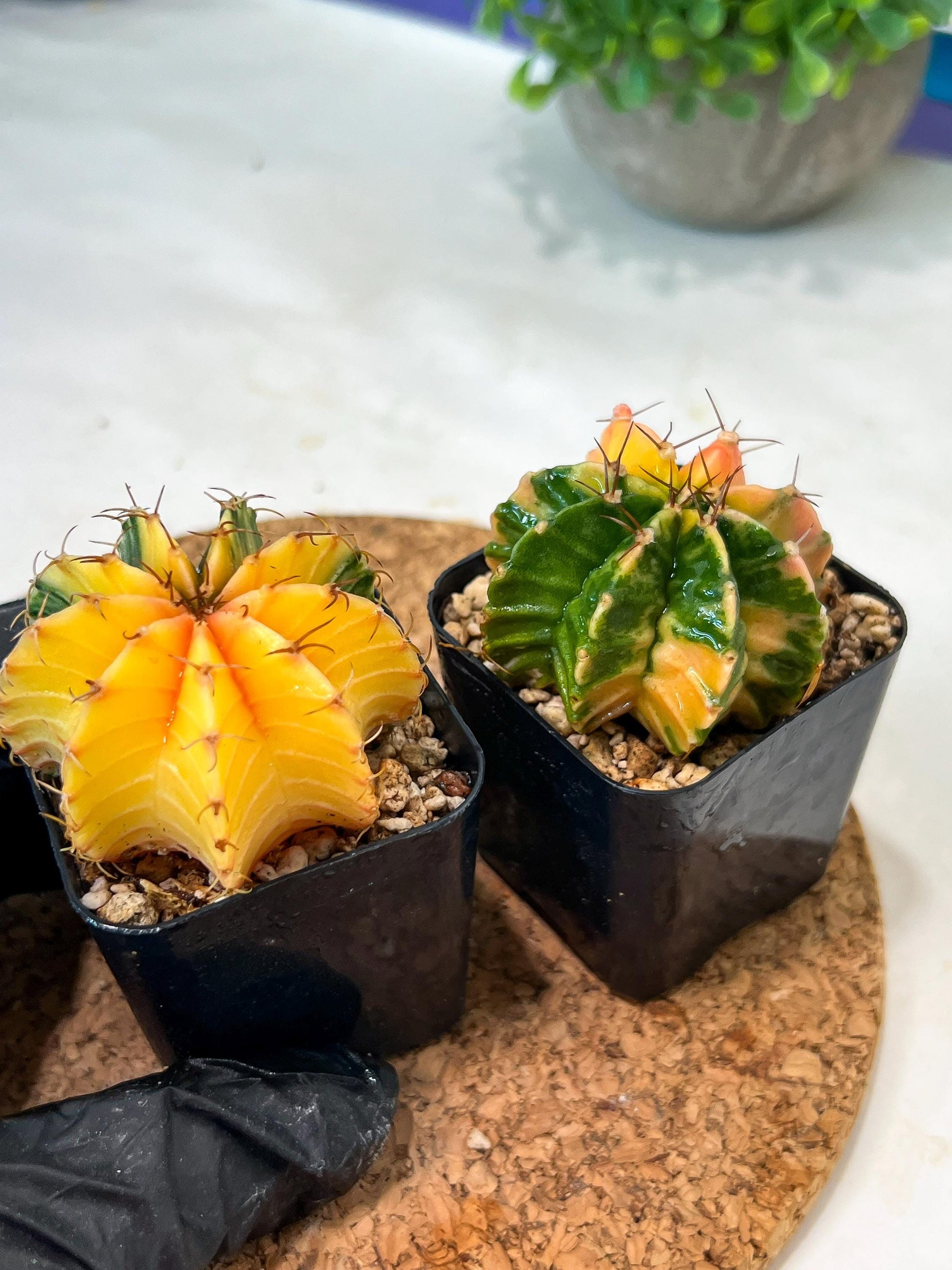 Gymnocalycium Mihanovichii (p) (#8) | 2pcs Bundle in 2 Inch Pot