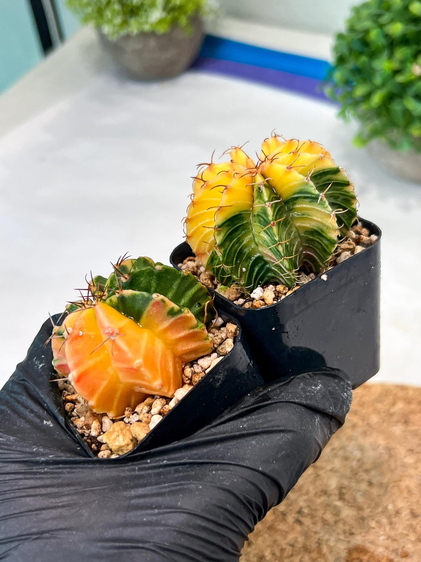 Gymnocalycium Mihanovichii (p) (#8) | 2pcs Bundle in 2 Inch Pot